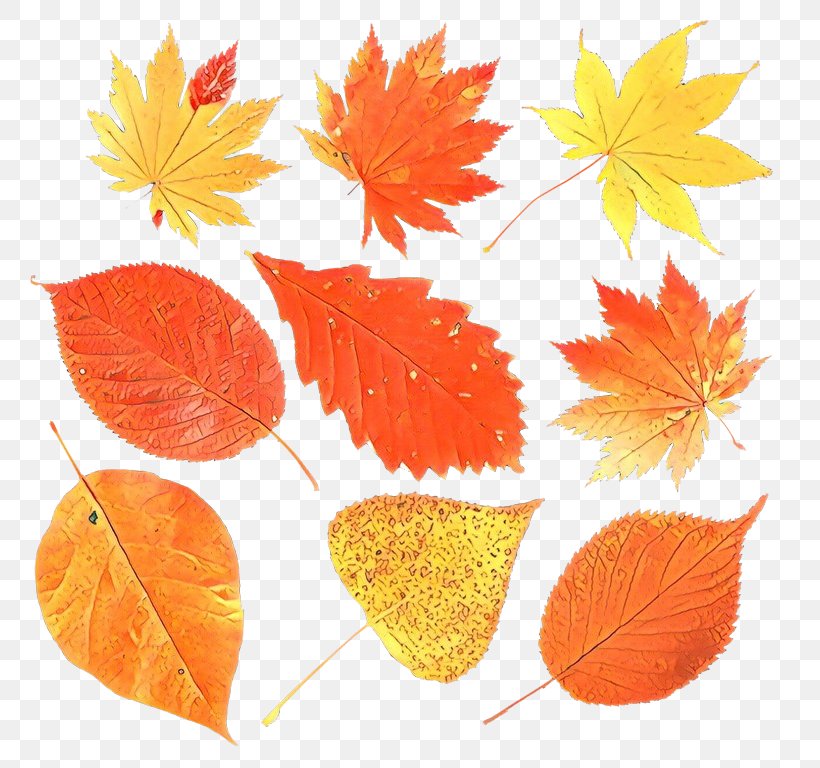 Maple Leaf, PNG, 790x768px, Cartoon, Deciduous, Flowering Plant, Leaf, Maple Leaf Download Free