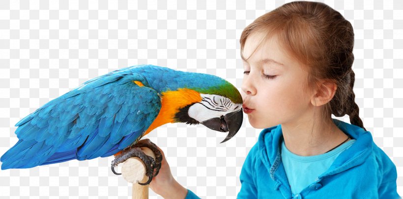 Parrot Pet Macaw Dog Cat, PNG, 1462x725px, Parrot, Animal, Beak, Bird, Bird Food Download Free