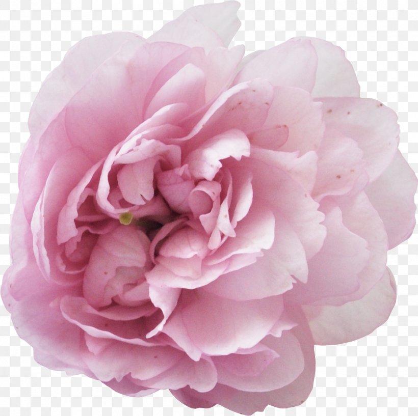 Perfume Peony Parfumerie Musk, PNG, 1109x1106px, Perfume, Aroma, Camellia, Christian Dior Se, Cut Flowers Download Free