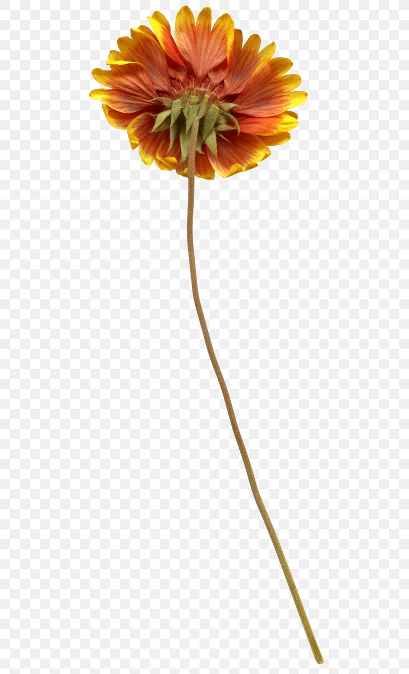 Transvaal Daisy Cut Flowers Plant Stem Petal, PNG, 500x1351px, Transvaal Daisy, Cut Flowers, Daisy Family, Flower, Flowering Plant Download Free