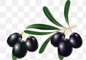 Creative Black Olive - Mediterranean Cuisine Olive Oil Olive Leaf PNG