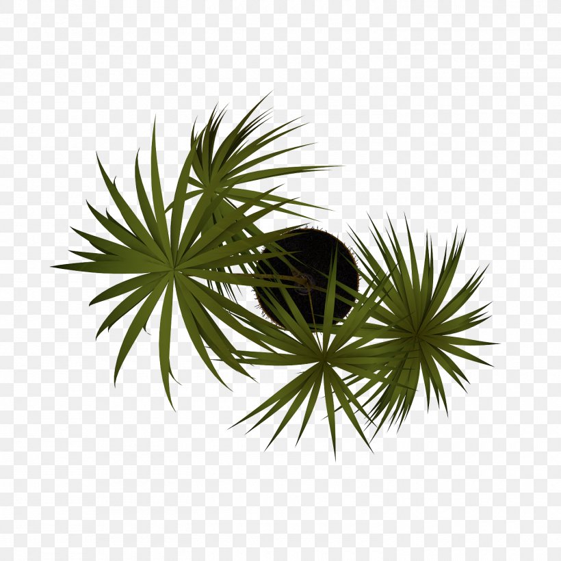 Plant Arecaceae Tree, PNG, 1500x1500px, Plant, Arecaceae, Arecales, Description, Flowerpot Download Free