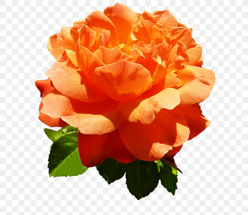 Centifolia Roses Flower Orange Garden Roses, PNG, 639x709px, Centifolia Roses, China Rose, Cut Flowers, Floribunda, Flower Download Free