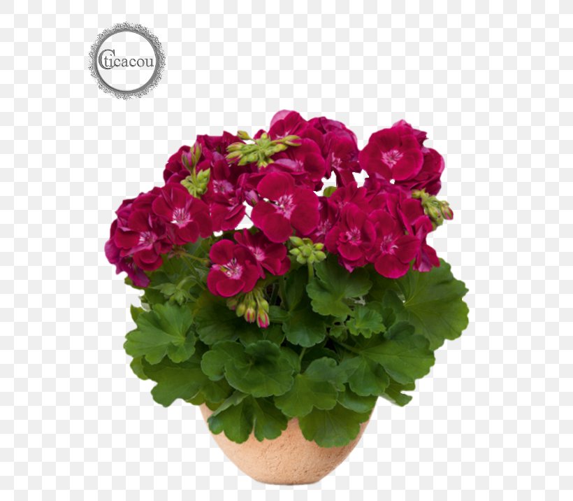 Crane's-bill Flowerpot Annual Plant Garden Geranium, PNG, 602x716px, Flowerpot, Annual Plant, Bonsai, Color, Flower Download Free
