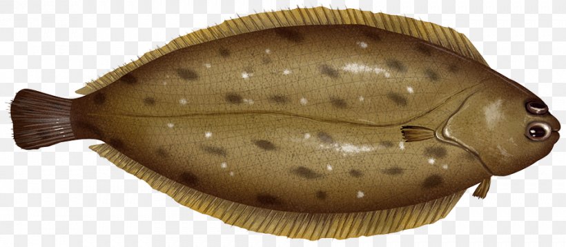 Flounder Rock Sole Flatfish Foot, PNG, 943x412px, Flounder, Aquatic Animal, Body, Bone, Bony Fish Download Free