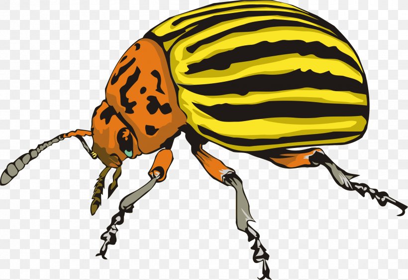 Colorado Potato Beetle Weevil Ladybird Beetle Rhinoceros Beetles Clip Art, PNG, 2376x1631px, Colorado Potato Beetle, Arthropod, Beetle, Blister Beetles, Darkling Beetle Download Free