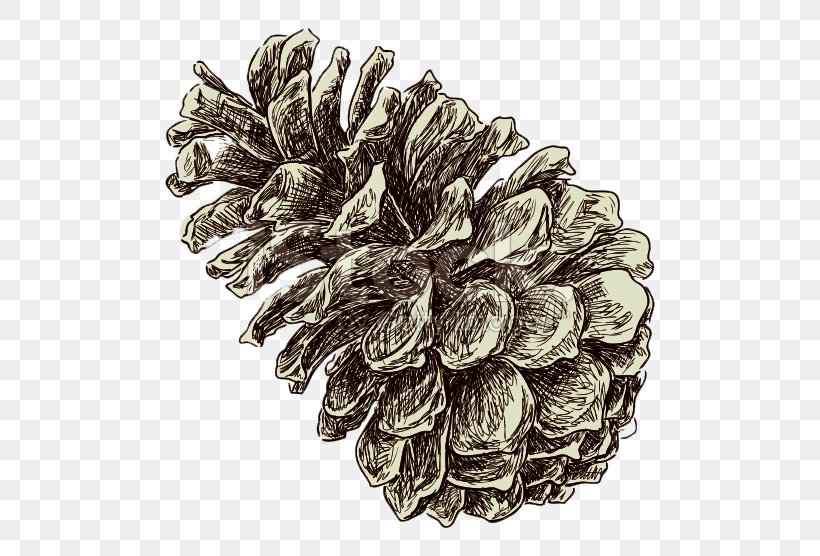 Conifer Cone Drawing Pinus Nigra, PNG, 556x556px, Conifer Cone, Conifers, Croquis, Drawing, Pencil Download Free