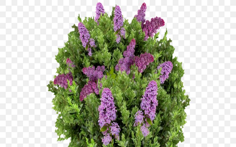 Flower Lilac Purple Violet Lavender, PNG, 512x512px, Flower, Annual Plant, Catmints, Cut Flowers, Flowering Plant Download Free
