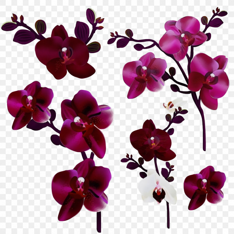 Flower Moth Orchid Violet Petal Purple, PNG, 1000x1000px, Watercolor, Flower, Magenta, Moth Orchid, Orchid Download Free