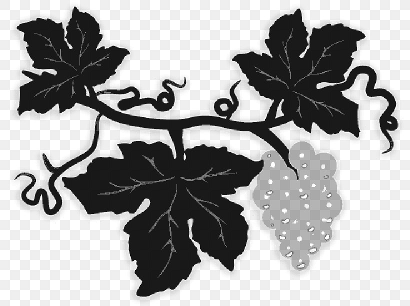 Grape Tree Leaf, PNG, 800x612px, Grape, Blackandwhite, Botany, Flower, Flowering Plant Download Free