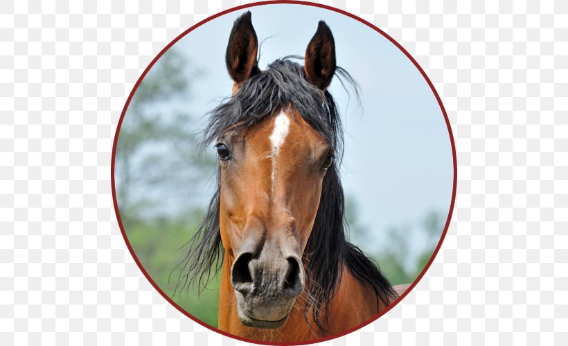 Mustang Stallion Pony Veterinarian Rein, PNG, 500x500px, Mustang, Bay, Bridle, Equestrian, Euthanasia Download Free