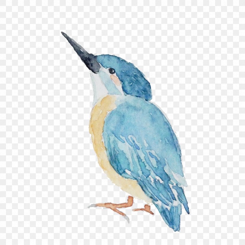 Bird House Sparrow, PNG, 872x873px, Bird, Beak, Blue, Bluebird, Color Download Free