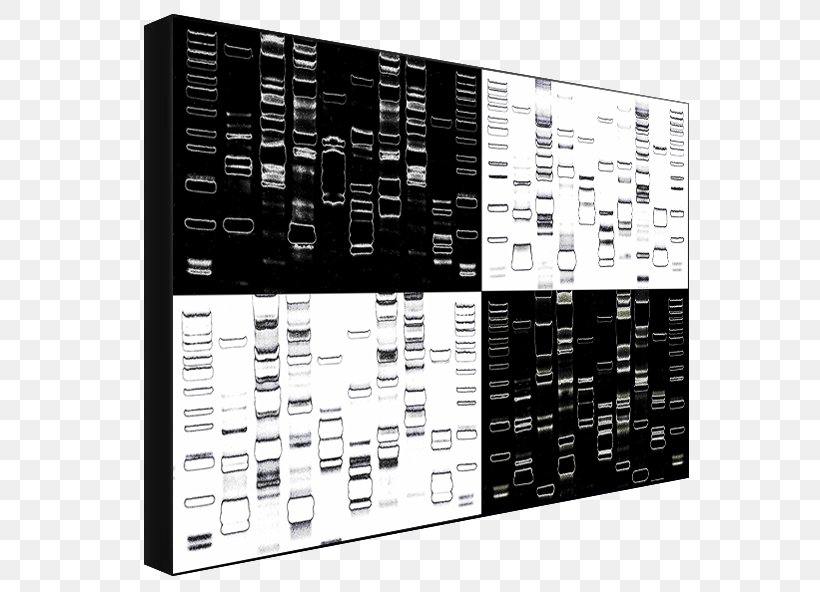 Dynamic DNA Labs Eye Color Font, PNG, 594x592px, Dna, Black And White, Color, Eye, Eye Color Download Free