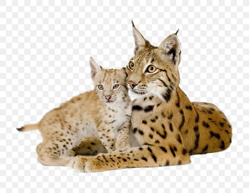Eurasian Lynx Felidae Tiger Desktop Wallpaper Vertebrate, PNG, 800x636px, Eurasian Lynx, Animal, Bobcat, California Spangled, Canada Lynx Download Free