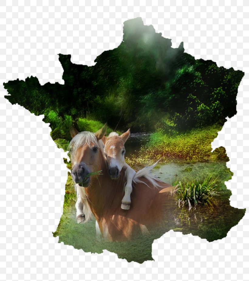 France Vector Graphics Royalty-free Map Image, PNG, 800x924px, France, Cattle Like Mammal, Deer, Fauna, Grass Download Free