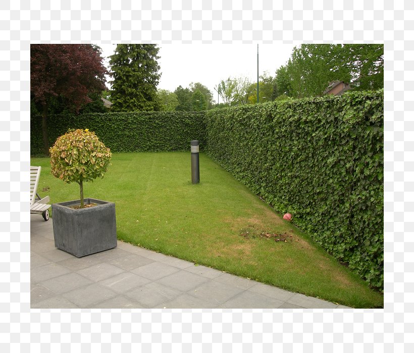 Hedge Wall Common Ivy Fence Garden, PNG, 700x700px, Hedge, Backyard, Box, Chainlink Fencing, Common Ivy Download Free