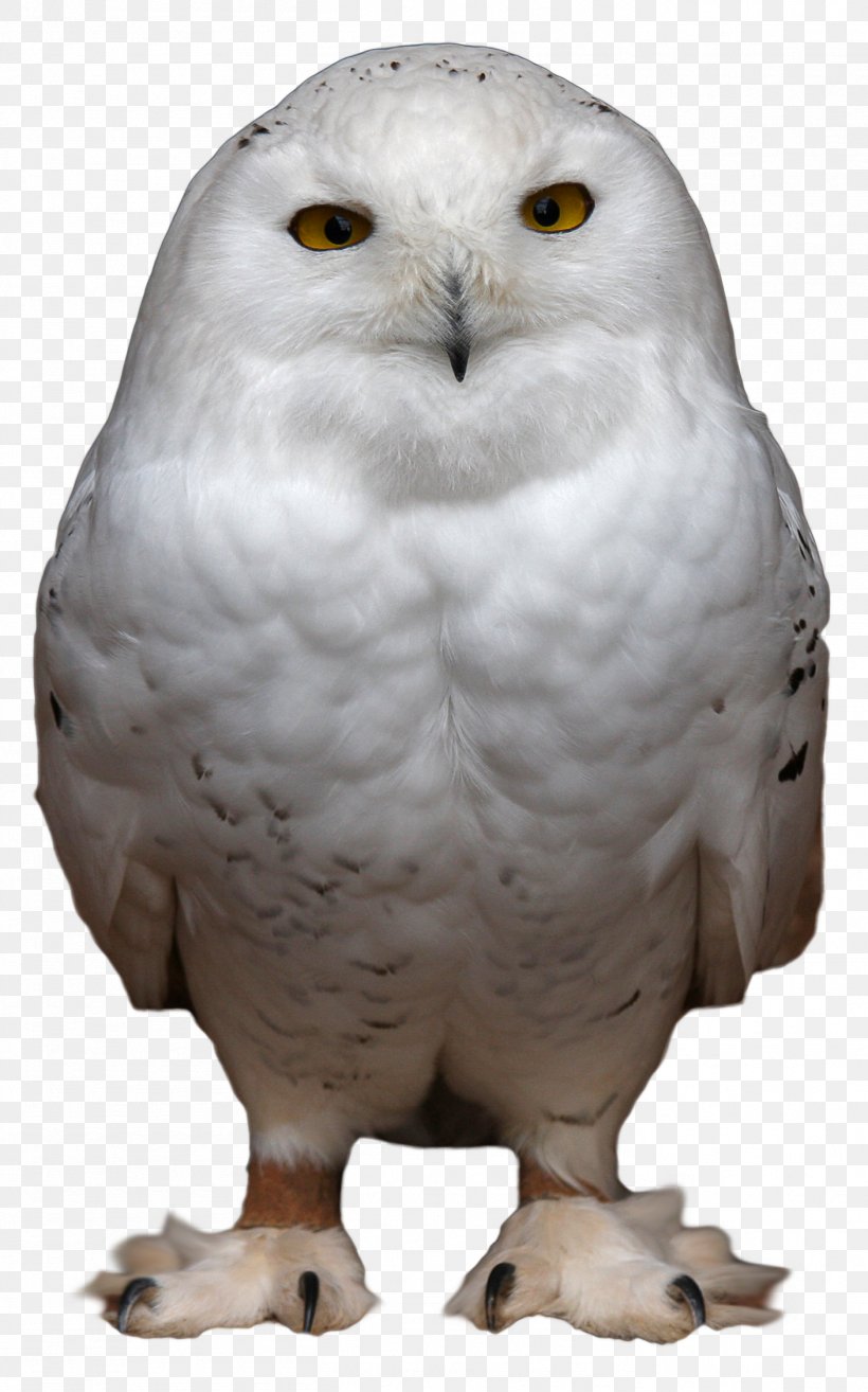 Snowy Owl Bird Clip Art, PNG, 1409x2258px, Owl, Barn Owl, Beak, Bird, Bird Of Prey Download Free