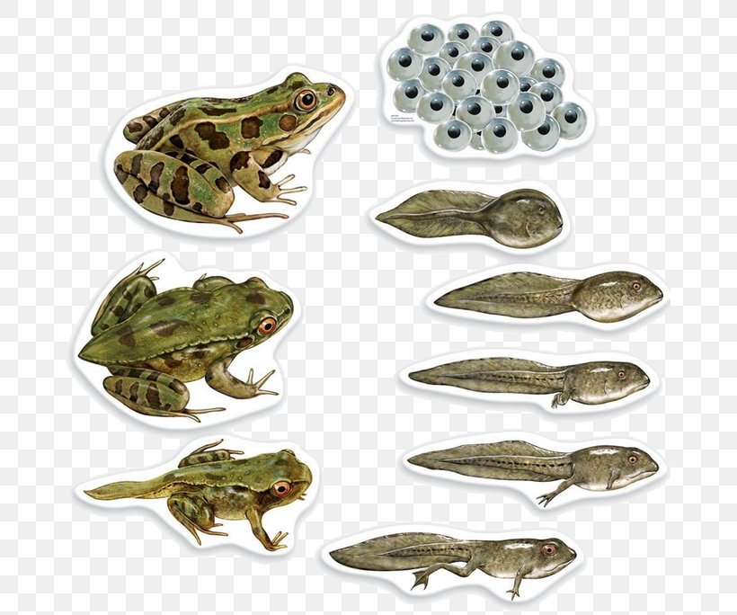 Frog Butterfly Biological Life Cycle Biology Amphibian, PNG, 673x684px, Frog, Amphibian, Biological Life Cycle, Biology, Butterfly Download Free