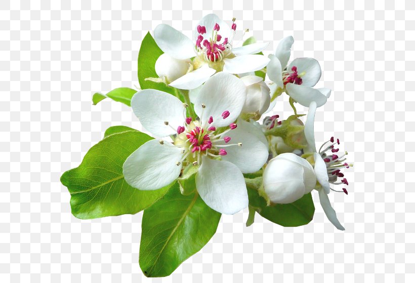 Fruit Tree European Pear Treelet Nursery, PNG, 600x559px, Fruit Tree, Apples, Blossom, Branch, Cut Flowers Download Free