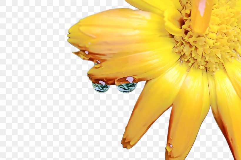 Marigold Flower, PNG, 2448x1632px, Marigold, Banan, Banana, Banana Family, Bloom Download Free