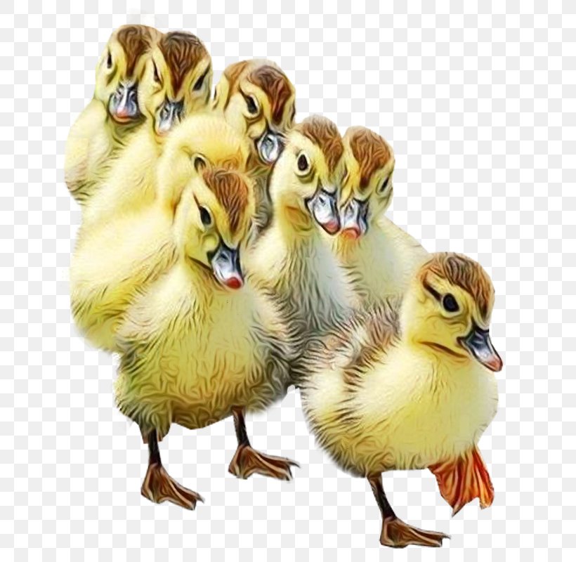 Bird Duck Water Bird Ducks, Geese And Swans Yellow, PNG, 800x800px, Watercolor, American Black Duck, Beak, Bird, Duck Download Free