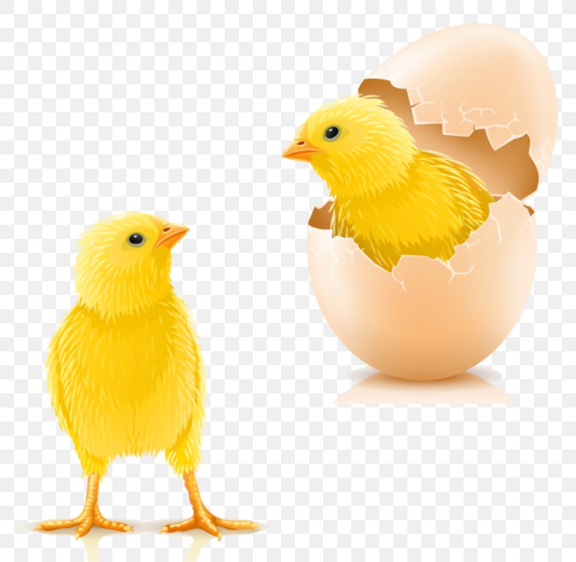 Chicken Infant Kifaranga Hen Egg, PNG, 800x800px, Chicken, Beak, Bird, Chicken Egg, Chicken Or The Egg Download Free