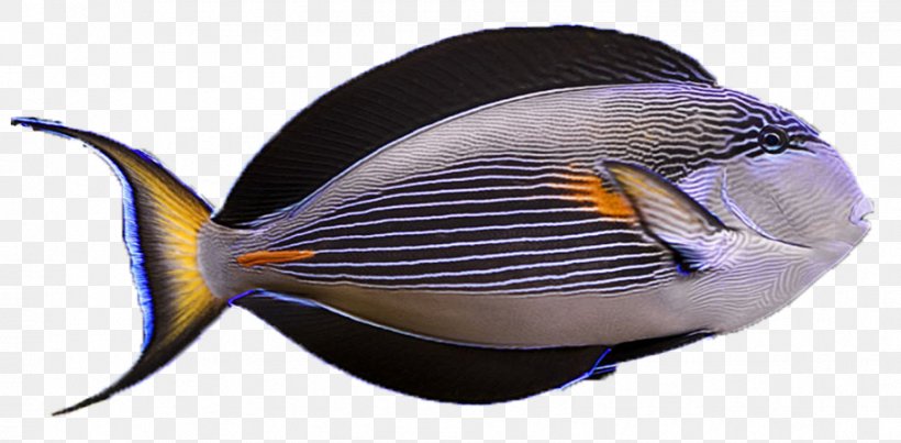 Marine Biology Sohal Surgeonfish, PNG, 918x452px, Marine Biology, Biology, Fish, Organism, Purple Download Free