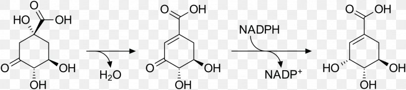 Shikimic Acid Shikimate Pathway Metabolic Pathway Biosynthesis Tannin, PNG, 1386x308px, Shikimic Acid, Acid, Aromatic Amino Acid, Aromatic Compounds, Aromaticity Download Free