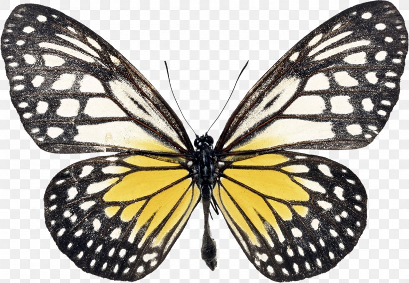 Swallowtail Butterfly Morpho Rhetenor Black Swallowtail, PNG, 1178x816px, Butterfly, Arthropod, Black And White, Black Swallowtail, Brush Footed Butterfly Download Free