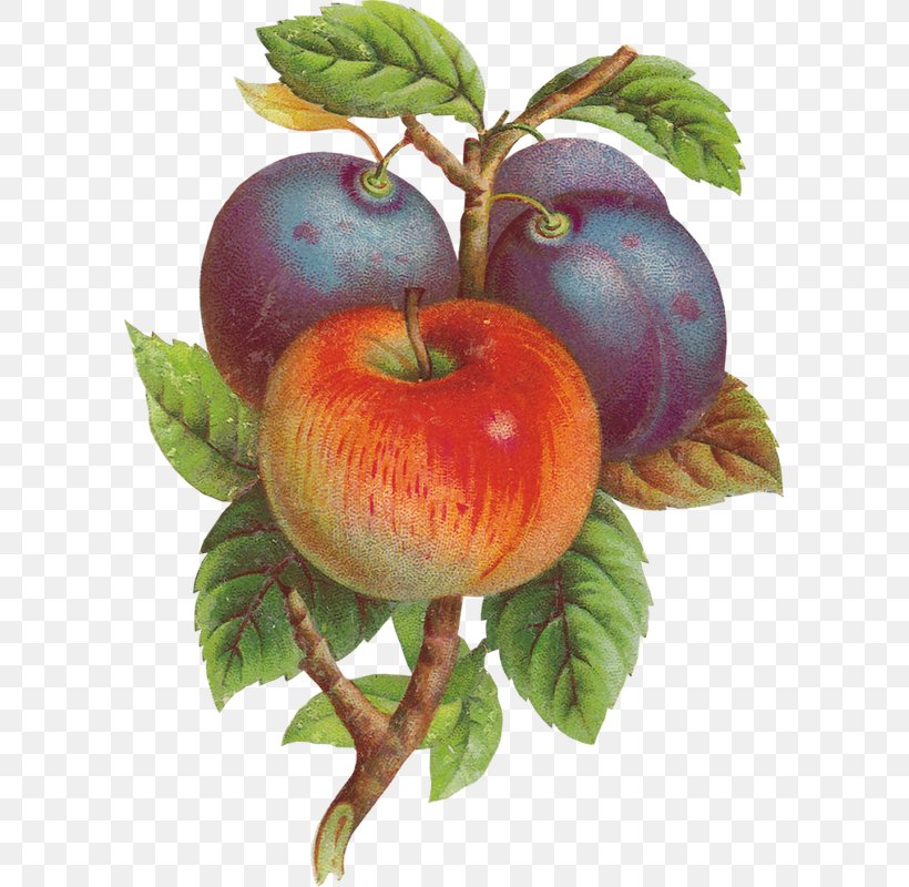 Apple Tree, PNG, 595x800px, Apple, Branch, Candy Apple, Computer, European Plum Download Free