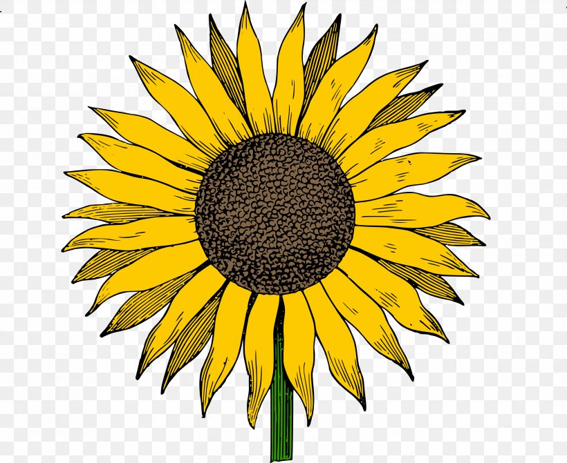 Common Sunflower Free Content Clip Art, PNG, 3000x2457px, Common Sunflower, Black And White, Copyright, Daisy Family, Flower Download Free