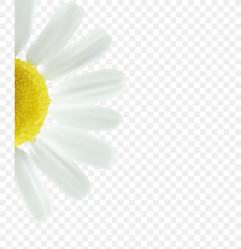 Daisy, PNG, 720x848px, White, Camomile, Chamaemelum Nobile, Chamomile, Cut Flowers Download Free