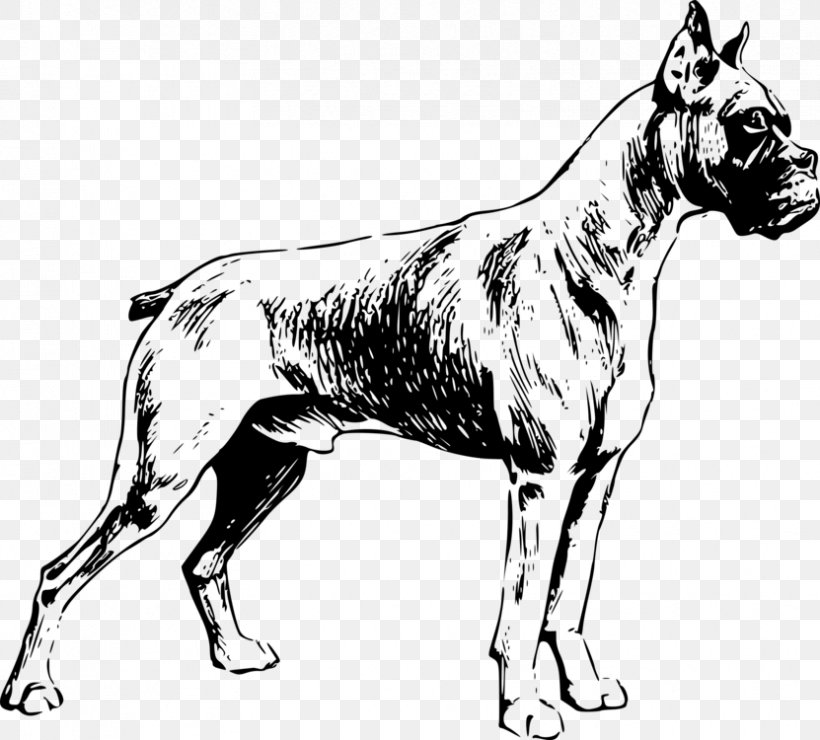Dog And Cat, PNG, 831x750px, Boxer, Alaunt, American Pit Bull Terrier, American Staffordshire Terrier, Ancient Dog Breeds Download Free