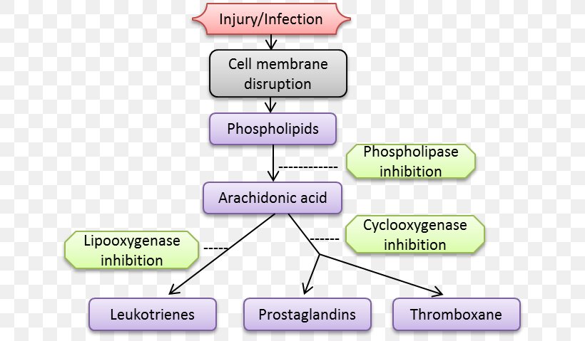 Inflammation Pyelonephritis Methylprednisolone Autoimmunity Stomatitis, PNG, 654x479px, Inflammation, Abscess, Arachidonic Acid, Area, Autoimmune Disease Download Free