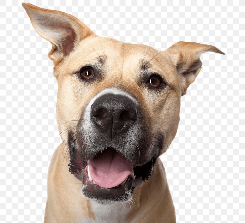 Labrador Retriever Growling Poodle Smile Upside-Down Dogs, PNG, 700x747px, Labrador Retriever, Animal, Baldivis Vet Hospital, Black Mouth Cur, Carnivoran Download Free