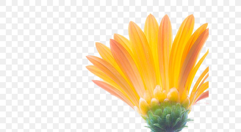 Common Sunflower Euclidean Vector Download, PNG, 600x450px, Common Sunflower, Calendula, Chrysanths, Cut Flowers, Daisy Download Free