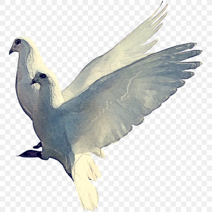 Dove Bird, PNG, 1100x1100px, Beak, Bird, Columbiformes, Cranelike Bird, Domestic Pigeon Download Free