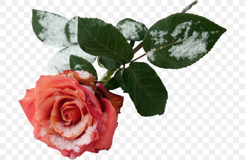 Garden Roses Clip Art, PNG, 700x537px, Garden Roses, Blog, Cabbage Rose, Centerblog, Cut Flowers Download Free
