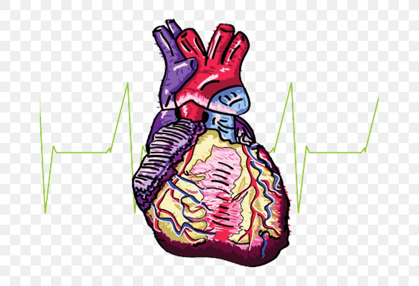 Organism Heart Clip Art, PNG, 663x560px, Watercolor, Cartoon, Flower, Frame, Heart Download Free