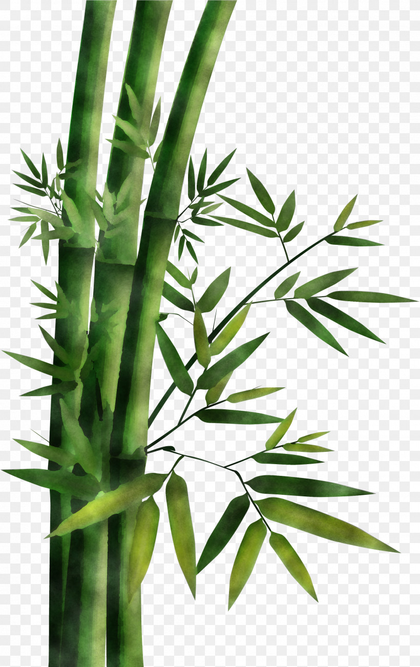 Plant Leaf Flower Bamboo Plant Stem, PNG, 2082x3308px, Plant, Bamboo, Flower, Houseplant, Leaf Download Free