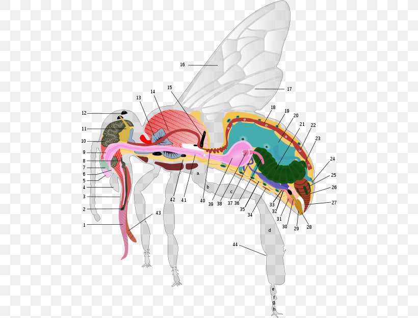 Western Honey Bee Anatomy Worker Bee Human Body, PNG, 500x624px, Watercolor, Cartoon, Flower, Frame, Heart Download Free