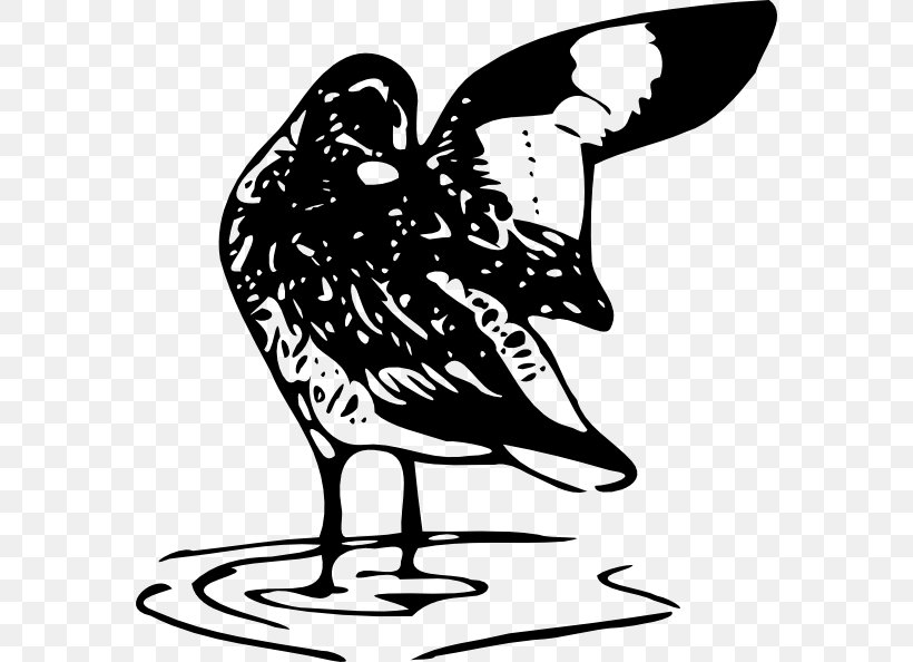 Willet Bird Line Art Clip Art, PNG, 576x594px, Willet, Art, Artwork, Beak, Bird Download Free