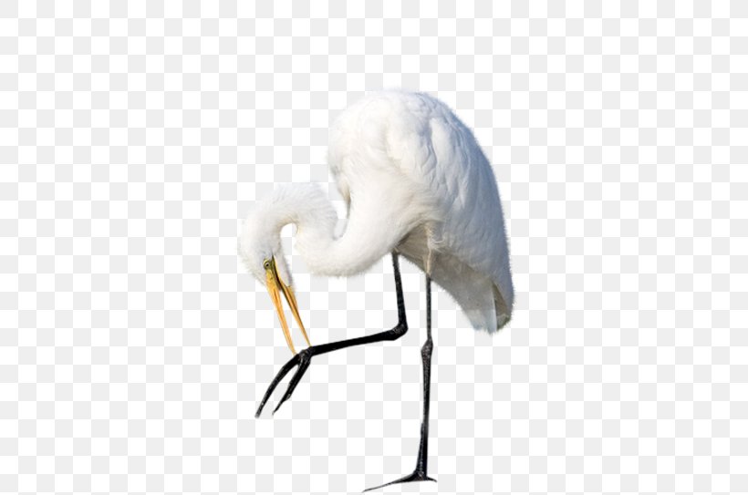 Egret Bird Heron Crane Ardeoj, PNG, 480x543px, Egret, Animal, Ardeoj, Beak, Bird Download Free