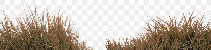 Grass Gratis Download, PNG, 4101x972px, Grass, Grass Family, Grassland, Gratis, Information Download Free