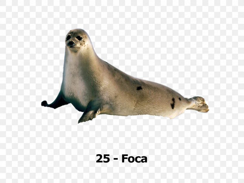 Harbor Seal Earless Seal Sea Lion Crabeater Seal 0, PNG, 1068x800px, 2017, 2018, Harbor Seal, Animal, August Download Free