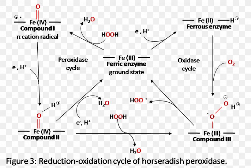 Line Point Angle Horseradish Peroxidase Intersection, PNG, 1070x716px, Point, Area, Diagram, Horseradish, Horseradish Peroxidase Download Free