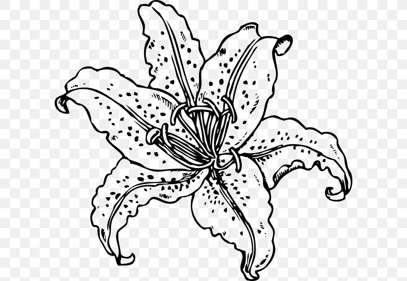 Tiger Lily Coloring Book Drawing Clip Art, PNG, 600x567px, Tiger Lily, Artwork, Arumlily, Black And White, Butterfly Download Free