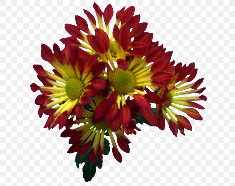 Blanket Flowers Chrysanthemum Transvaal Daisy Floral Design Cut Flowers, PNG, 650x650px, Blanket Flowers, Annual Plant, Blanket, Chrysanthemum, Chrysanths Download Free