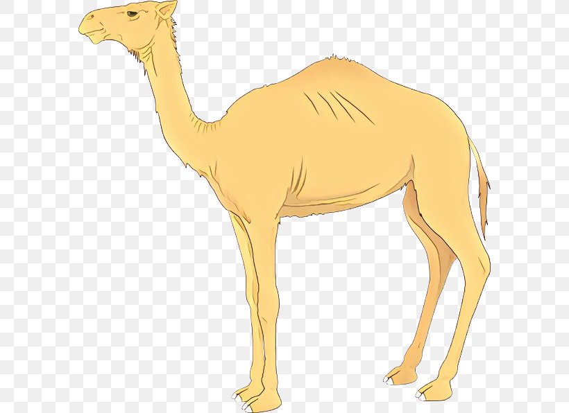 Clip Art Camel Vector Graphics Image, PNG, 594x596px, Camel, Animal Figure, Arabian Camel, Camelid, Desert Download Free