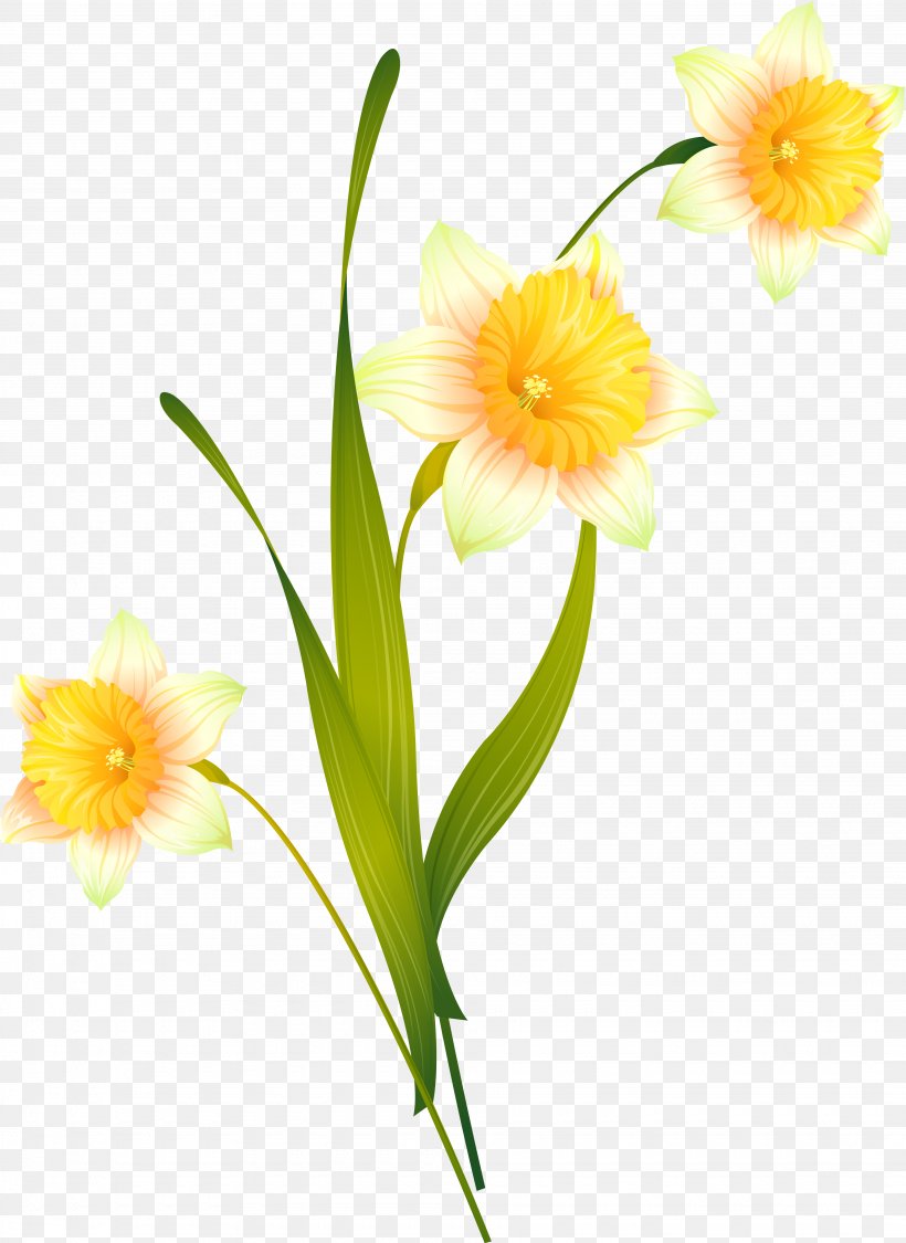 Cut Flowers Daffodil, PNG, 3890x5339px, Flower, Amaryllis, Amaryllis Family, Cut Flowers, Daffodil Download Free